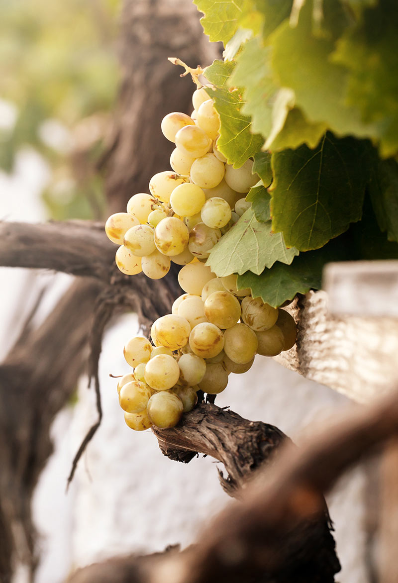 White grapes